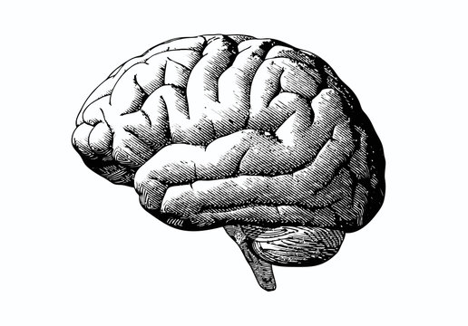 Brain illustration